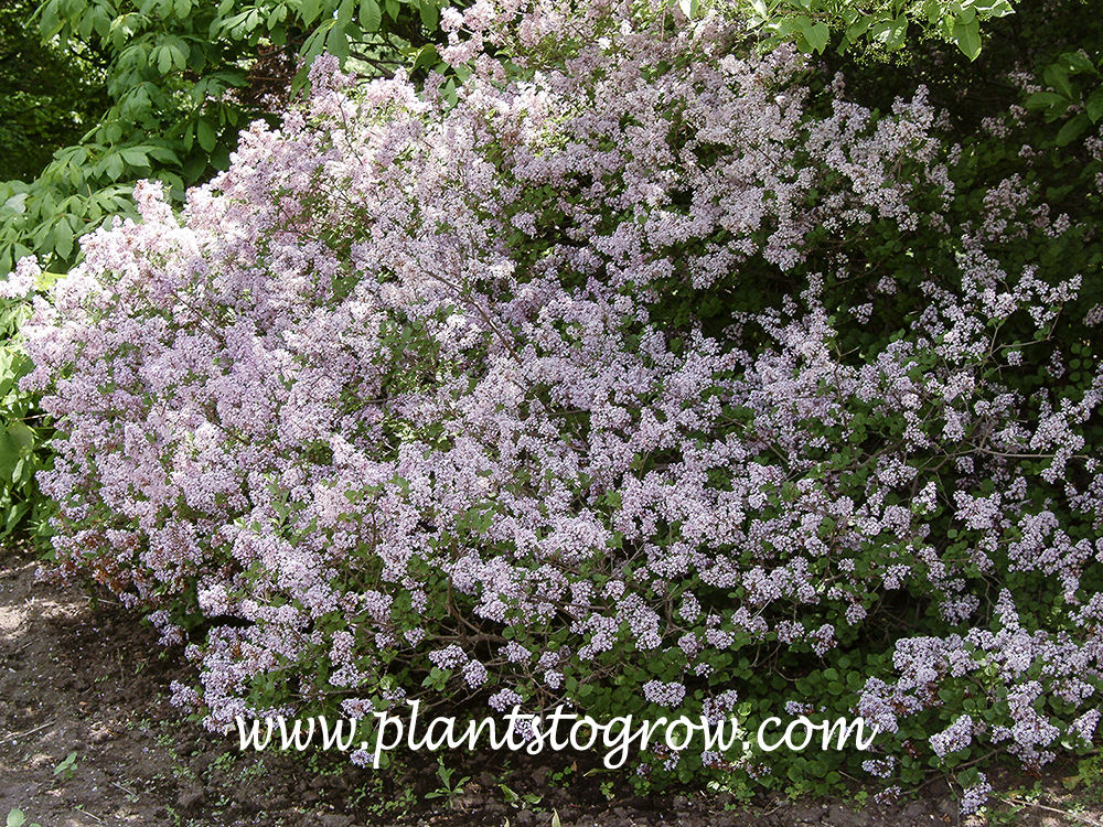 Dwarf Korean Lilac (Syringa meyeri)